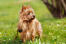 En dejlig australian terrier med en flagrende ginger pels