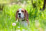 En smuk lille beagle, der stikker hovedet op af det lange græs