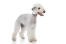 Den smukke hvide pels på en ung bedlington terrier