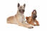 En ung og en voksen belgisk hyrdehund (laekenois), der ligger ved siden af hinanden