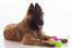 En ung belgisk hyrdehund (tervueren) ligger ned med sit legetøj