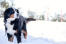 En voksen bernese bjerghund, der nyder lidt motion i den Snow