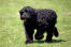 En sort russian terriers smukke, lange krop og kæmpestore poter