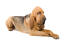 En sund voksen blodhund, der ligger ned med krydsede poter