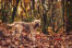 En borderterrier blandt bladene, med en smuk tyk, trådagtig pels