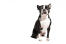 En smuk, ung boston terrier satte sig til rette