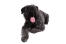 En fluffy bouvier des flandres, der ligger ned