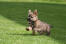 En dejlig, lille cairn terrier, der leger på græsset