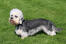 En sund, ung dandie dinmont terrier med en smuk lang krop