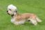 En sund og rask han dandie dinmont terrier med en dejlig lang, blød pels