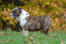 En smuk hun engelsk bulldog, der viser sin vidunderlige, rynkede pels frem