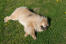 En eurasier med en dejlig tyk, blød pels, der ligger på græsset