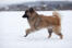 En sund voksen eurasier, der bugter sig over den Snow