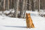 En finsk spitz sidder tålmodigt på Snow, og venter på en kommando