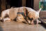 En dejlig, lille fransk bulldog, der får lidt hvile