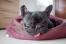 En meget træt fransk bulldog, der får sin velfortjente hvile i sin seng
