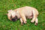 En utrolig lille fransk bulldog hvalp, der sover på græsset