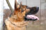 Et nærbillede af en schæferhunds smukke, tykke, bløde pels