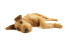 En hvilende irish terrier, der nyder sin tid på gulvet