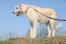 En stor, stor irsk ulvehund med en vidunderlig, hvid, trådagtig pels