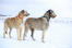 To vidunderlige irske ulvehunde nyder lidt motion i den Snow