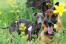 En sund italiensk greyhound får motion udenfor i det lange græs