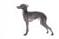 En dejlig lille italiensk greyhound med smukt, kort, gråt hår