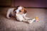 En sund, ung jack russell terrier-hvalp tygger på et stykke legetøj