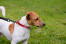 En sund, ung, voksen jack russell terrier med en smuk, blød, kort pels