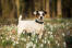 En vidunderlig jack russell terrier, der står højt og viser sin smukke, korte krop frem