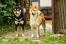 To sunde voksne japanske shiba inus, der står oprejst sammen