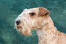 Et nærbillede af en lakelandterriers smukke pæne skæg
