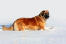 En vidunderlig, voksen leonberger, der nyder lidt motion i Snow