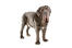 En sund, voksen neapolitansk mastiff, der viser sin høje, rynkede krop frem