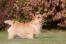 En smuk lille norwich terrier, der viser sine vidunderlige korte ben og sin lange krop frem