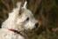 En dejlig lille norwich terrier med en tyk hvid pels og spidse ører