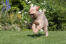En sund voksen odderhund, der hopper hen over græsset