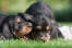 To vidunderlige små odderhundehvalpe, der leger på græsset