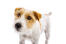 Et nærbillede af en parson russell terriers vidunderlige skæg