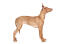 En smuk, ung faraohund, der står højt og viser sin slanke fysik frem