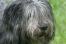 Et nærbillede af en polsk lavlandshundehunds utroligt lange pels
