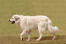 En pyrenæisk bjerghund, der går rundt, med en lang, tyk hvid pels
