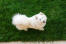 En sund samoyed med en vidunderlig busket hale og en tyk, hvid pels