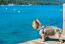 En dejlig lille silkeagtig terrier, der er ivrig efter at komme i vandet