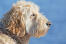 Et nærbillede af en soft coated wheaten terrier's smukke skæg