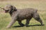 En brun spansk vandhund med en smuk, velplejet pels