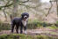 En sund voksen voksen spansk vandhund, der står oprejst og viser sin vidunderlige fysik frem