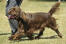 En sussex spaniel's smukke bløde chokoladebrune pels