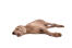 En hvilende ung weimaraner, der strækker sig ud over gulvet