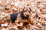 En dejlig, lille welsh terrier, der ligger i bladene